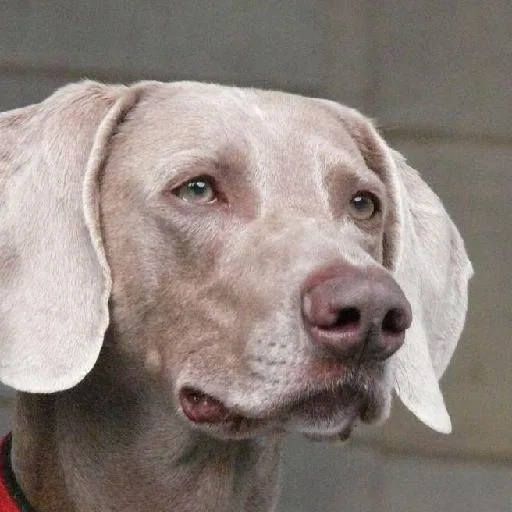 Mixed #2059, a Weimaraner in the PetMatch pool