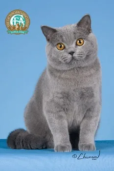 British Shorthair #10, a Mixed Breed Cat in the PetMatch pool