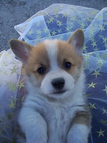 Pembroke #24, a Pembroke Welsh Corgi in the PetMatch pool