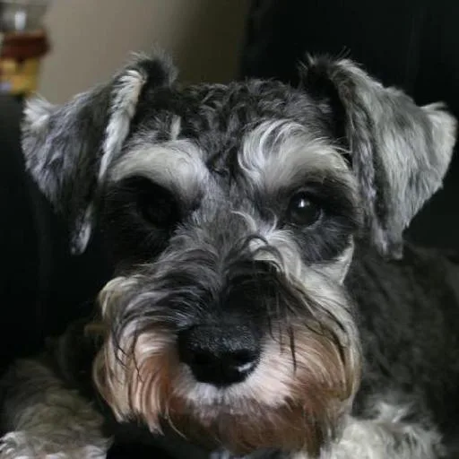 Mixed #2977, a Miniature Schnauzer in the PetMatch pool