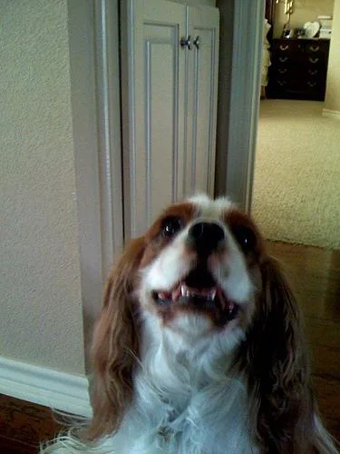 Blenheim Spaniel #116, a Cavalier King Charles Spaniel in the PetMatch pool