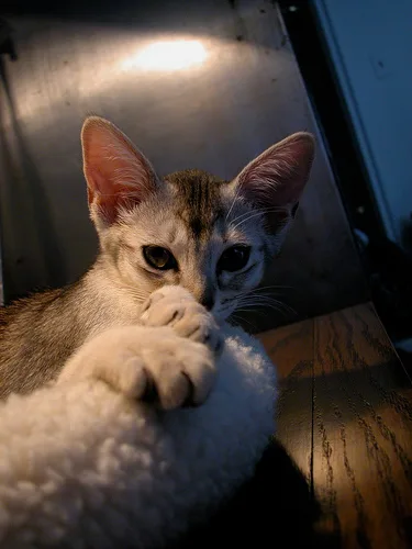 Abyssinian #10, a Mixed Breed Cat in the PetMatch pool