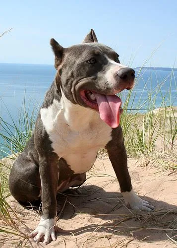 American Staffordshire Terrier #54, a American Staffordshire Terrier in the PetMatch pool