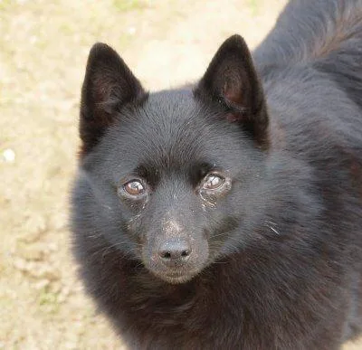 Schipperke #34, a Schipperke in the PetMatch pool