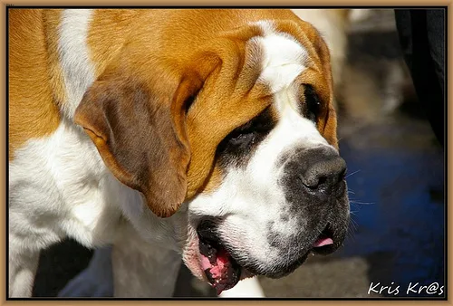 saint bernard #116, a Saint Bernard in the PetMatch pool