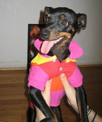 Miniature Pinscher #113, a Miniature Pinscher in the PetMatch pool
