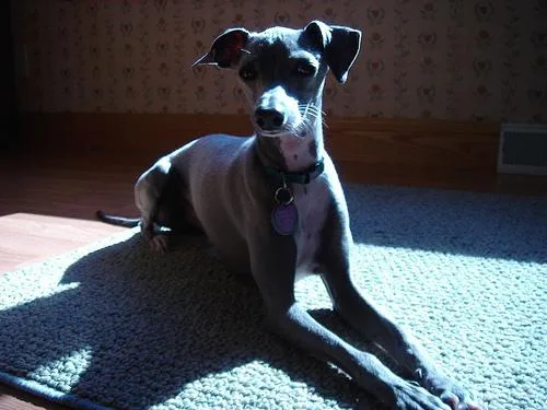 Italian Greyhound #5, a Greyhound in the PetMatch pool