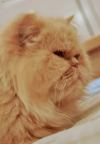 Persian #166, a Persian in the PetMatch pool