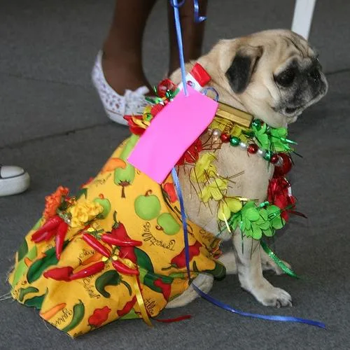 Pug #75, a Pug in the PetMatch pool