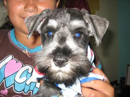 Miniature Schnauzer #17, a Miniature Schnauzer in the PetMatch pool