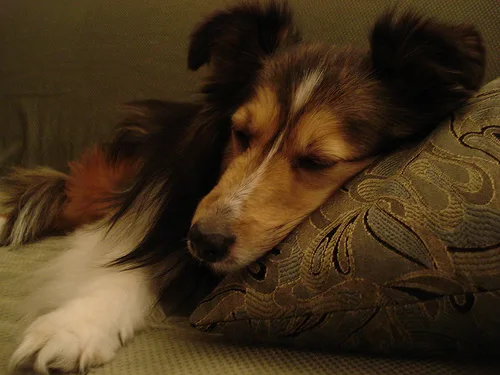 Shetland Sheepdog #10, a Shetland Sheepdog in the PetMatch pool