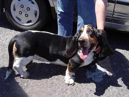 Basset #37, a Basset Hound in the PetMatch pool