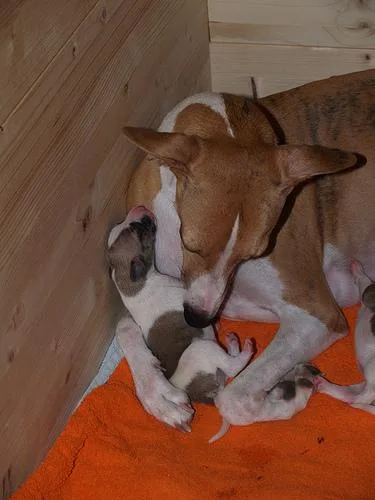 Whippet #57, a Whippet in the PetMatch pool