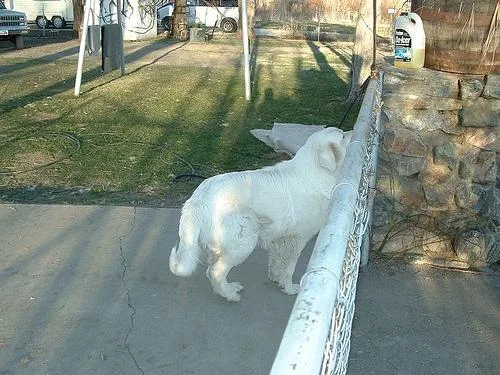 Great Pyrenees #1, a Great Pyrenees in the PetMatch pool