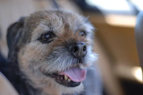 Border Terrier #3, a Border Terrier in the PetMatch pool