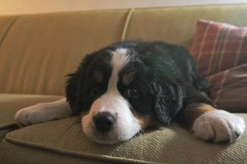 Bernese Mountain Dog #30, a Bernese Mountain Dog in the PetMatch pool