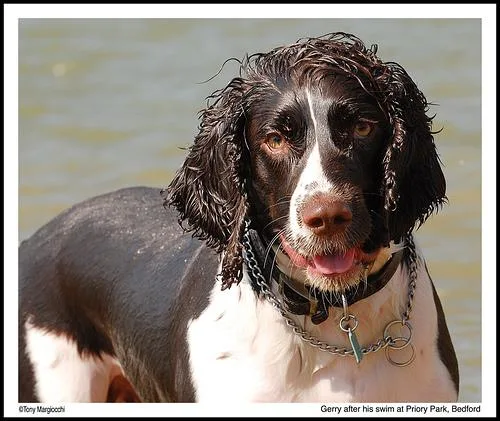 English Springer #92, a English Springer Spaniel in the PetMatch pool