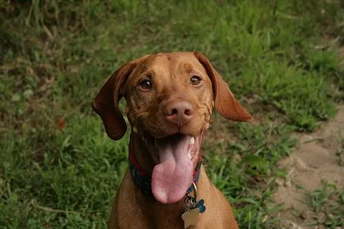 Vizsla #32, a Vizsla in the PetMatch pool