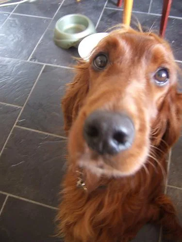 Irish Setter #11, a Irish Setter in the PetMatch pool