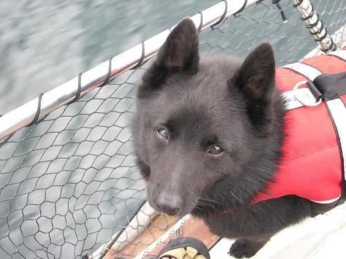 Schipperke #7, a Schipperke in the PetMatch pool