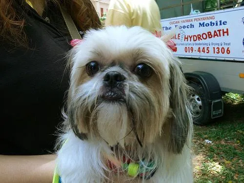 Shih Tzu #80, a Shih Tzu in the PetMatch pool