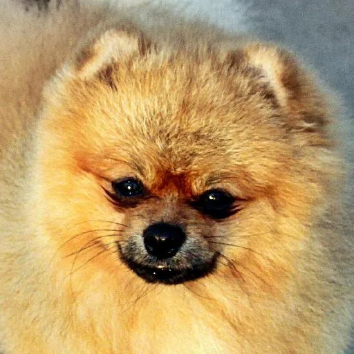 Mixed #3029, a Pomeranian in the PetMatch pool