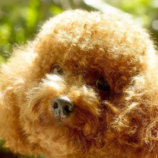 Mixed #3255, a Poodle in the PetMatch pool