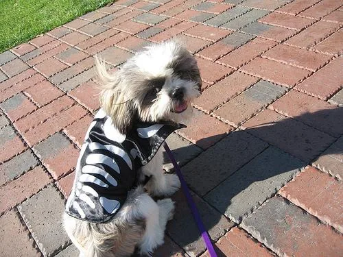 Shih Tzu #35, a Shih Tzu in the PetMatch pool
