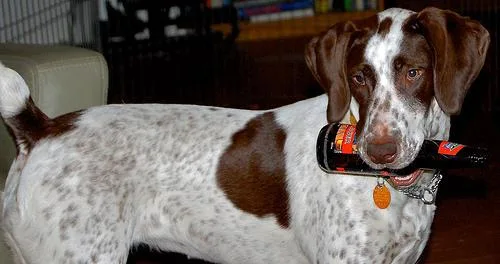 German Short Haired Pointer #42, a German Shorthaired Pointer in the PetMatch pool