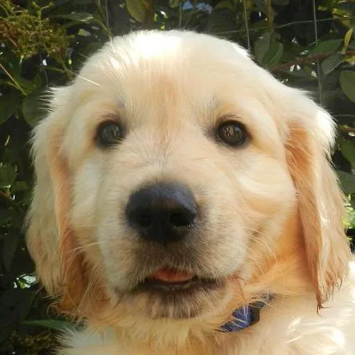 Mixed #5348, a Golden Retriever in the PetMatch pool