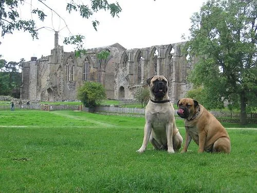Bull Mastiff #110, a Mastiff in the PetMatch pool