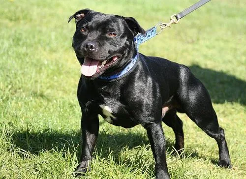 Staffordshire Bullterrier #83, a Staffordshire Bull Terrier in the PetMatch pool