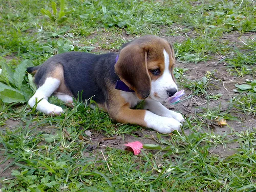 beagle #91, a Beagle in the PetMatch pool