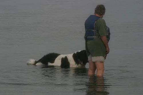 Newfoundland #82, a Newfoundland in the PetMatch pool