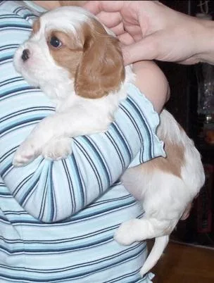 Blenheim Spaniel #68, a Cavalier King Charles Spaniel in the PetMatch pool