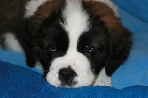 saint bernard #18, a Saint Bernard in the PetMatch pool