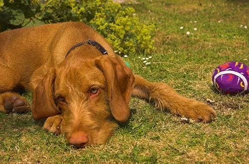 Vizsla #84, a Vizsla in the PetMatch pool