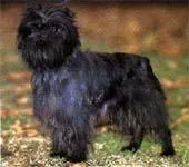 Affenpinscher #92, a Affenpinscher in the PetMatch pool