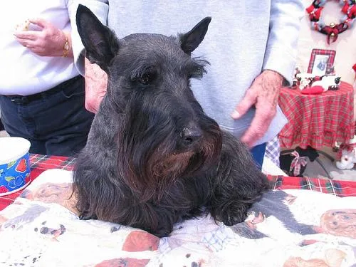 Scotch Terrier #20, a Scottish Terrier in the PetMatch pool