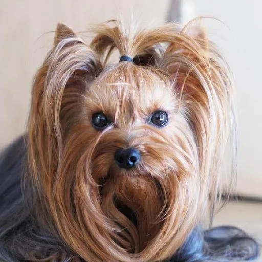 Mixed #2514, a Yorkshire Terrier in the PetMatch pool