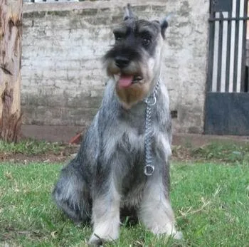 Standard Schnauzer #82, a Standard Schnauzer in the PetMatch pool