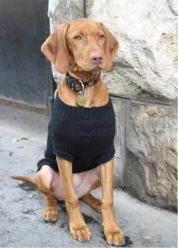 Vizsla #28, a Vizsla in the PetMatch pool