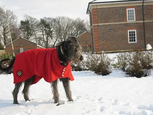 Irish Wolfhound #14, a Mixed Breed in the PetMatch pool