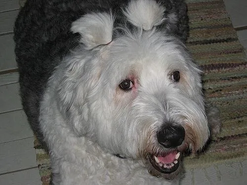Old English Sheepdog #87, a Old English Sheepdog in the PetMatch pool