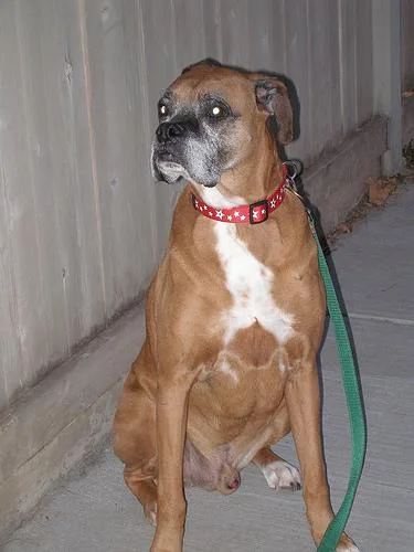 Boxer #81, a Boxer in the PetMatch pool