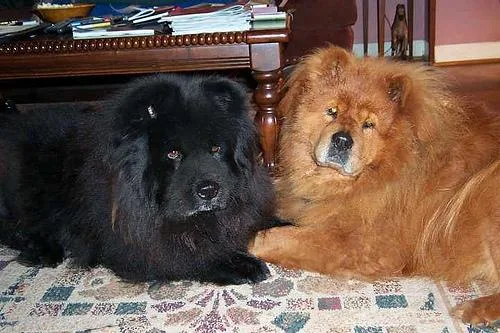 Chow #85, a Chow Chow in the PetMatch pool