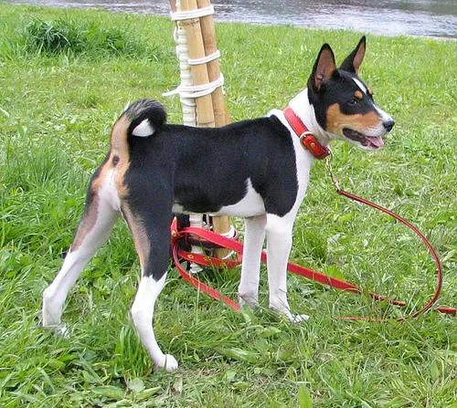 Basenji #12, a Basenji in the PetMatch pool