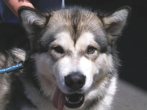 Eskimo Dog #79, a Alaskan Malamute in the PetMatch pool