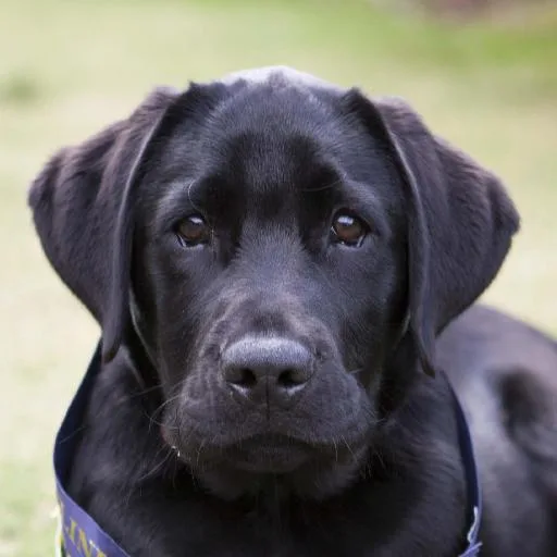 Mixed #1940, a Labrador Retriever in the PetMatch pool