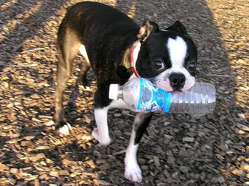 Boston Bull #92, a Boston Terrier in the PetMatch pool